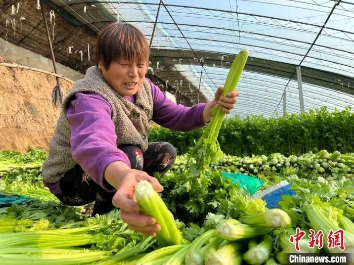 图为廊坊市安次区园农丰蔬菜种植专业合作社，菜农正在收割芹菜。　刘建斌 摄