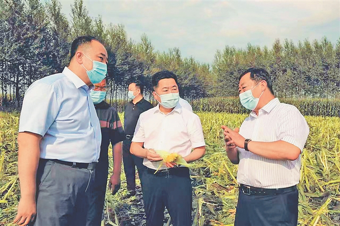 查看鲜食玉米收成。