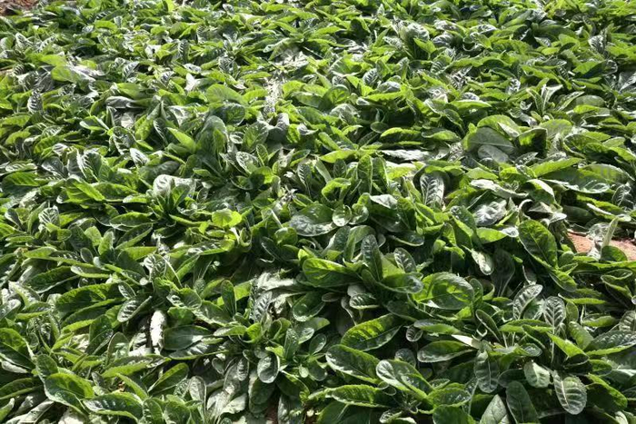 武陟县西陶镇西陶村怀地黄种植基地。王琳锋摄