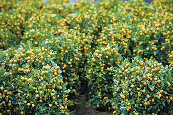 盆橘——大吉大利