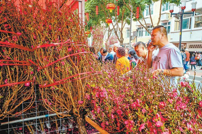 桃花——大展宏图