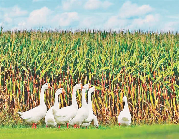 玉鹅种养模式。