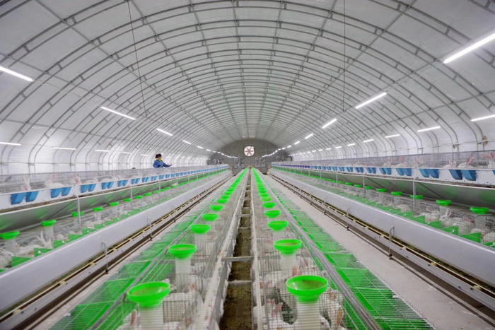 金博恒邦公司的标准化养殖车间 图片由受访者提供