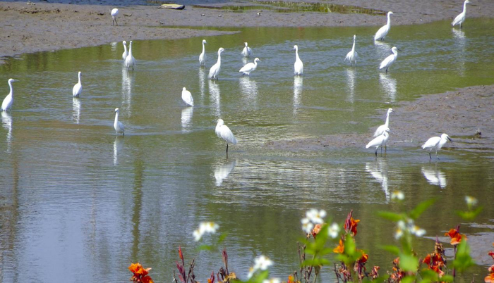　　幸福河湖九十九湾摄影征集活动入选作品 优秀奖《白鹤蹁跹碧水流》 马俊