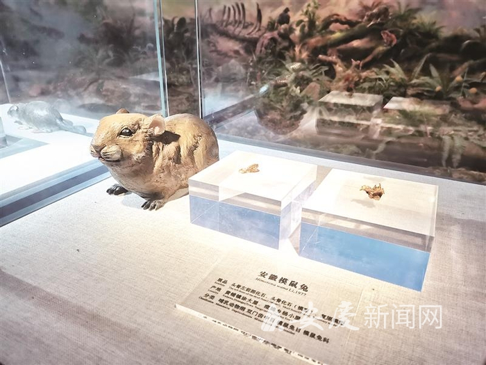 天柱山地质公园博物馆展出的“安徽模鼠兔”化石模型及复原模型
