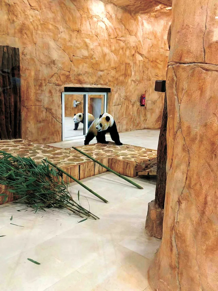 大熊猫“四海”和“京京”在卡塔尔与公众见面