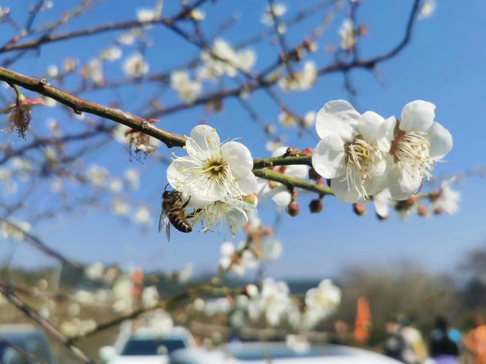 岭梅花树下，闲听蜜蜂喧（陈平镇人民政府供图）