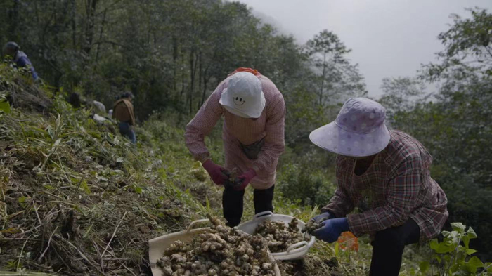 △小黄姜生长在山上，规模化种植和电商介入后带动农户增收。