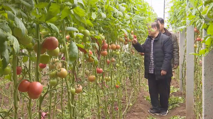 肥乡区农业农村局农艺师牛学（前）指导西红柿种植户如何枝叶修剪。