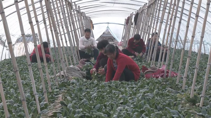 肥乡区毛演堡镇郝家堡村菜农正在设施蔬菜大棚内收割菠菜。