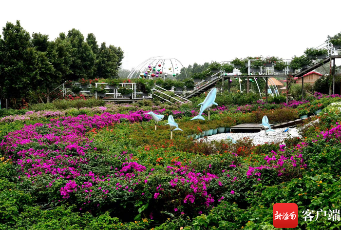 2023年三角梅花展。三角梅共享农庄供图