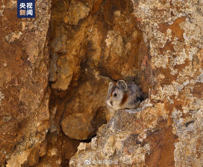 天山的伊犁鼠兔。图源：央视新闻微博