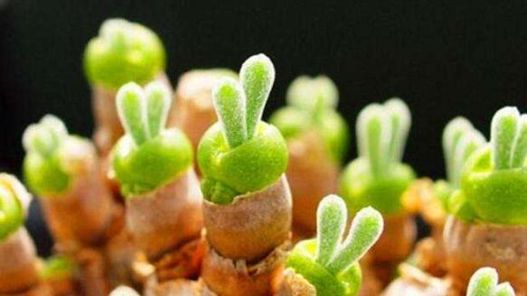 刚长出的碧光环（图片来自网络）