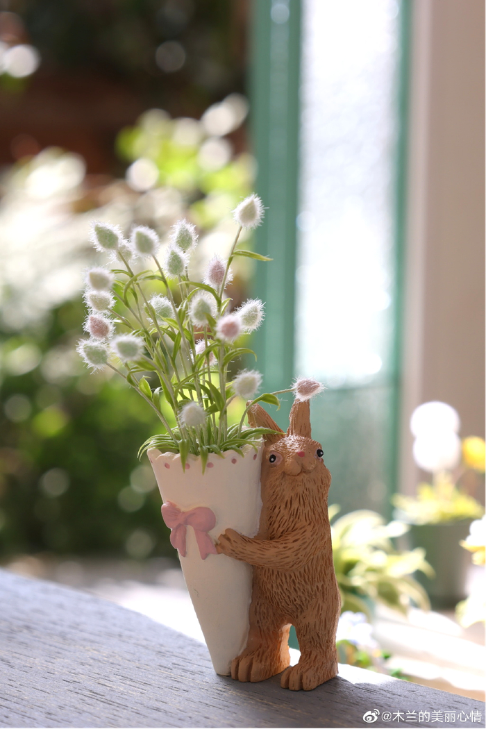 兔尾草（图片来自微博用户@木兰的美丽心得）