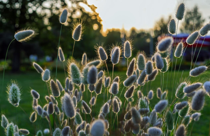 阳光下的兔尾草（图片来自网络）