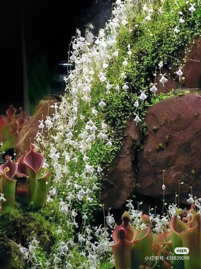 小白兔狸藻（图片来自小红书）