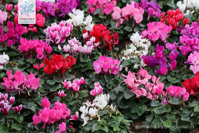 各种各样的仙客来（图片来源：中国植物图像库）