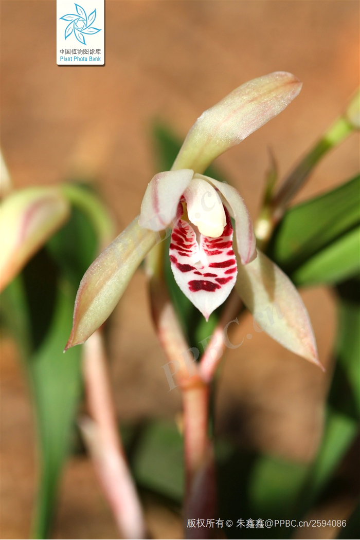 （图片来源：中国植物图像数据库）