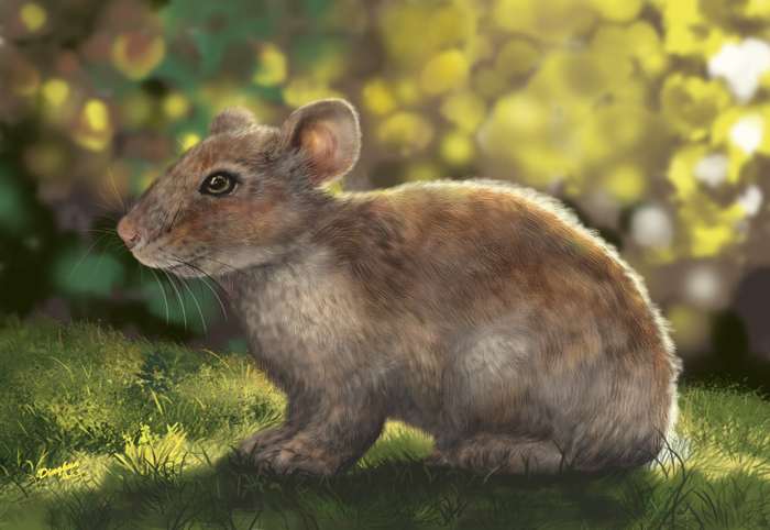 远古道森兔复原图（中国科学院南京地质古生物研究所杨定华绘制）