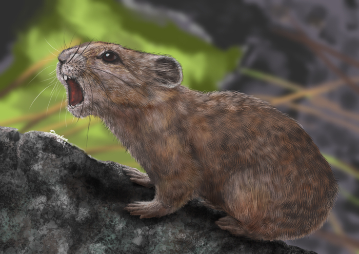 安徽模鼠兔复原图（中国科学院南京地质古生物研究所杨定华绘制）