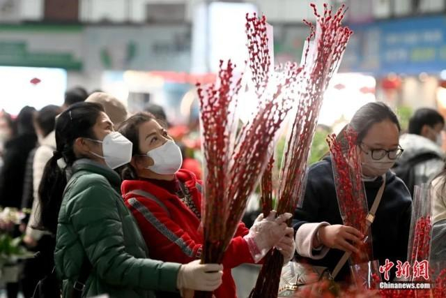 近日，昆明斗南花卉市场，顾客正在挑选心仪的年宵花。中新社记者 李嘉娴 摄