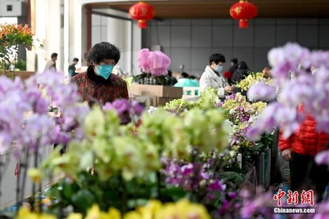 近日，昆明斗南花卉市场，顾客正在挑选心仪的年宵花。中新社记者 李嘉娴 摄
