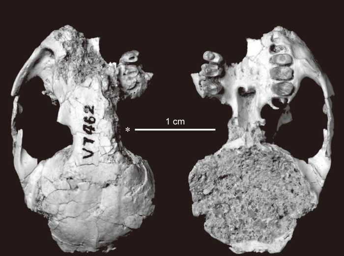 远古道森兔头骨（中科院古脊椎动物与古人类研究所张兆群供图）