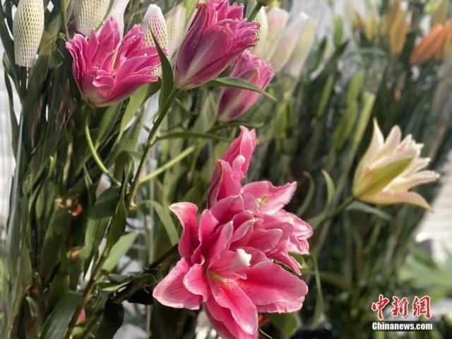 1月16日，斗南花卉市场内，复瓣百合娇艳盛开。刘宸羽 摄