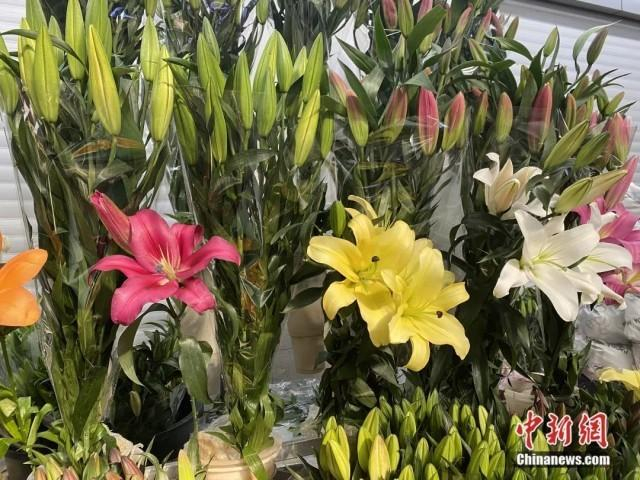 1月16日，斗南花卉市场内，各种规格、品种的百合等待挑选。刘宸羽 摄