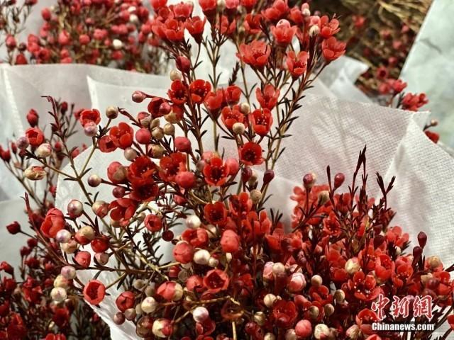 1月16日，斗南花卉市场内，红色澳洲腊梅很抢手。刘宸羽 摄