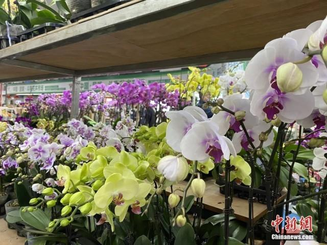 1月16日，斗南花卉市场内，蝴蝶兰是年宵花热门品种之一。刘宸羽 摄