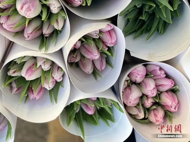 1月16日，斗南花卉市场内，粉粉嫩嫩的郁金香很受欢迎。刘宸羽 摄