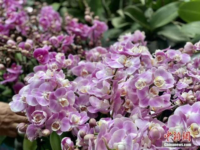 1月16日，斗南花卉市场内，热烈绽放的蝴蝶兰。刘宸羽 摄