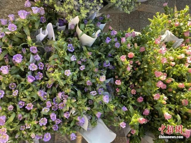 1月16日，斗南花卉市场内，各种草花依然是“白菜价”。刘宸羽 摄