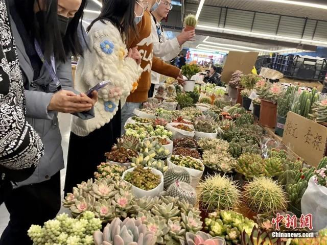 1月16日，斗南花卉市场内，顾客正在挑选多肉。刘宸羽 摄