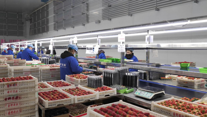 　　采摘工人们在分拣车间忙碌着。受访者供图