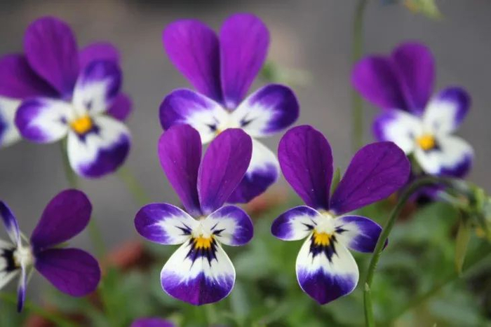 各种颜色的小兔子角堇（图片来自网络）