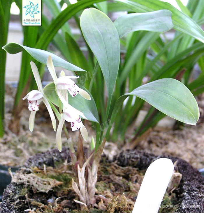 （图片来源：中国植物图像数据库）