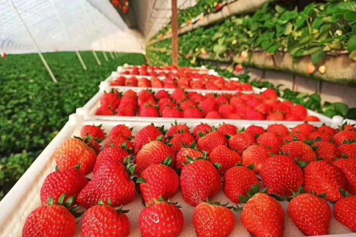 　　红颜草莓。东港市委宣传部供图