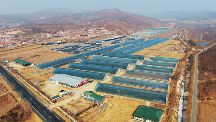 　　赤榆村圣野浆果专业合作社的草莓大棚。受访者供图