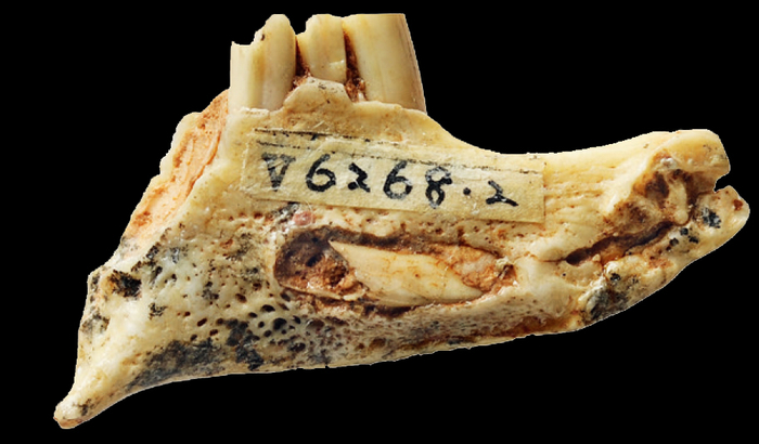 德氏鄂尔多斯兔左下颌骨（中科院古脊椎动物与古人类研究所张兆群供图）