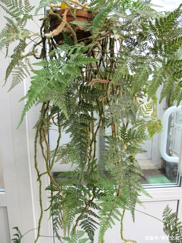 兔脚蕨（图片来自百家号）