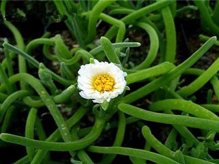 碧光环的花（图片来自网络）