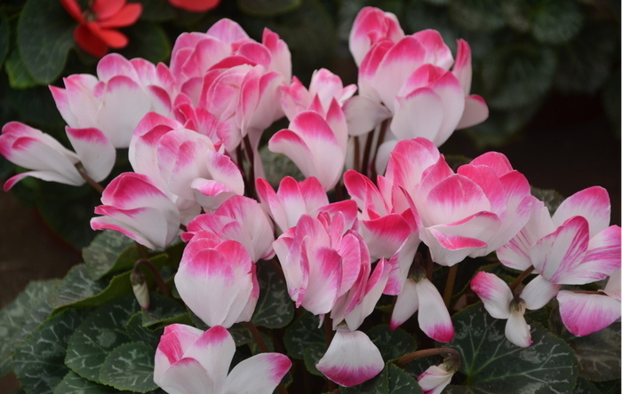 仙客来（图片来自网络）