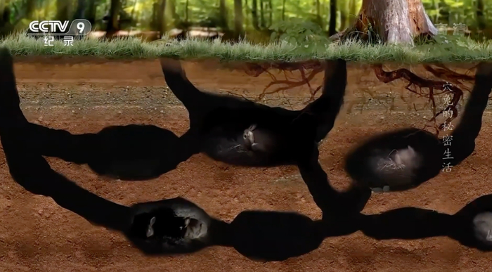 穴兔挖掘的地下洞穴。图源：纪录片《穴兔的秘密生活》