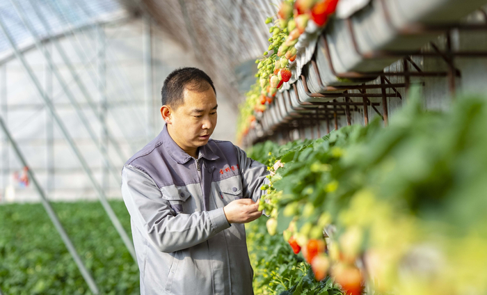 　　马廷东和他的红颜草莓。受访者供图