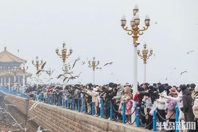 图/半岛全媒体记者 孟达