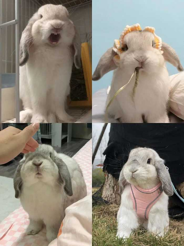 阿蕊养的霜白垂耳兔 / 受访者供图