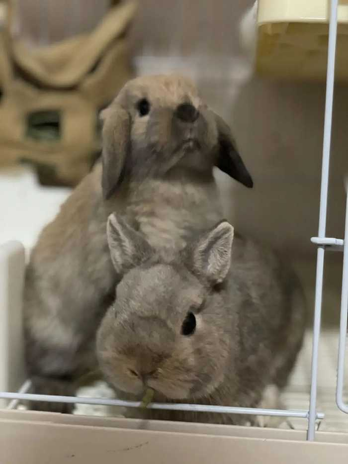 糖糖的垂耳兔和侏儒兔 / 受访者供图