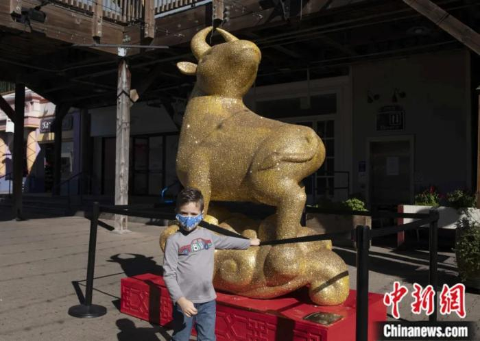 ▲牛年春节前，一尊牛雕像出现在美国旧金山知名景点39号码头。刘关关 摄